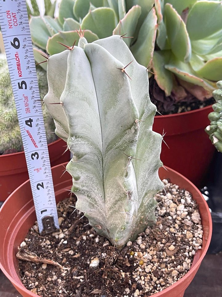 Stenocereus pruinosus spiralis (Gray Ghost Organ Pipe, Spiral Form