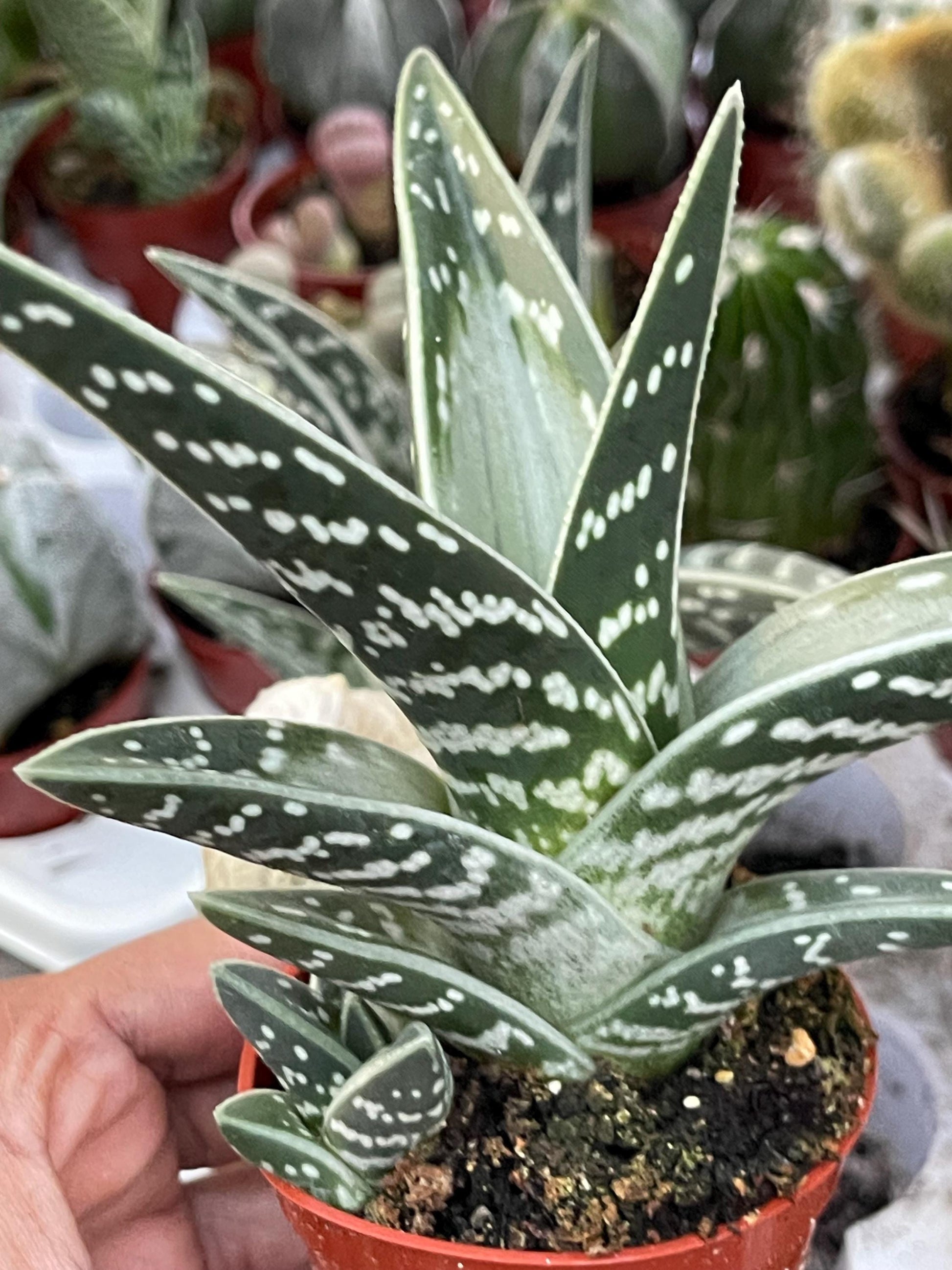 Tiger Aloe | Aloe variegata | Live Plant