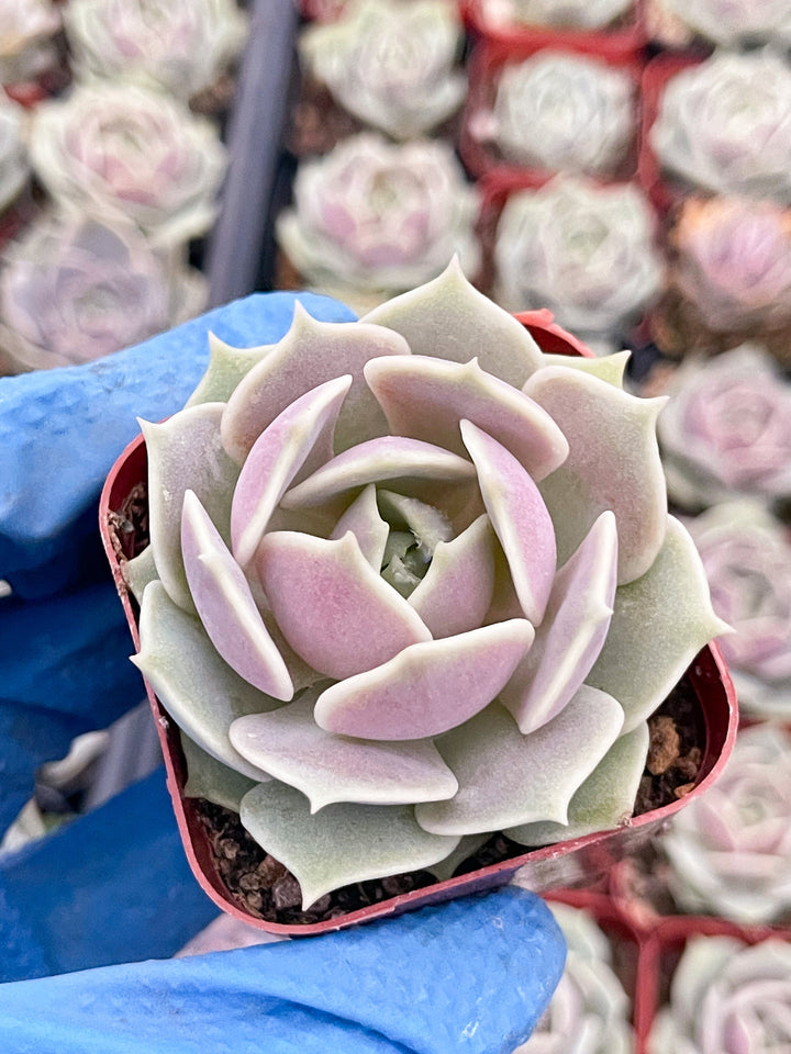 Echeveria Lola | Echeveria succulent | Live Plant