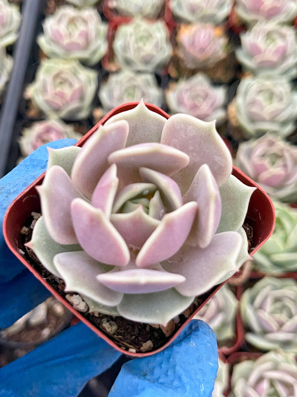 Echeveria Lola | Echeveria succulent | Live Plant