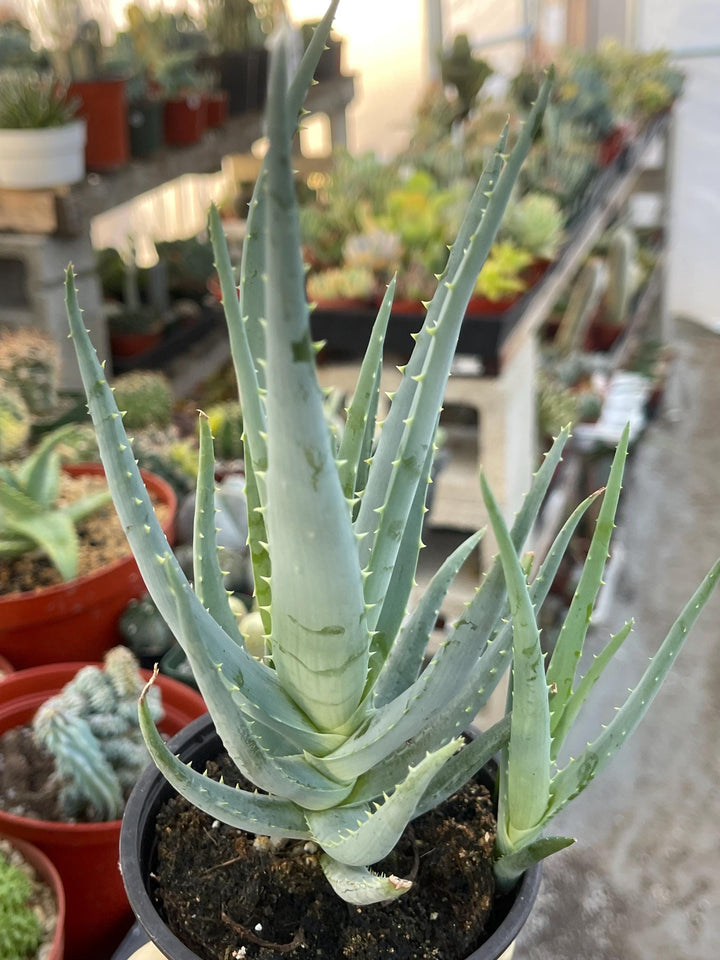 Aloe Blue Elf | Live Plant | Live Aloe