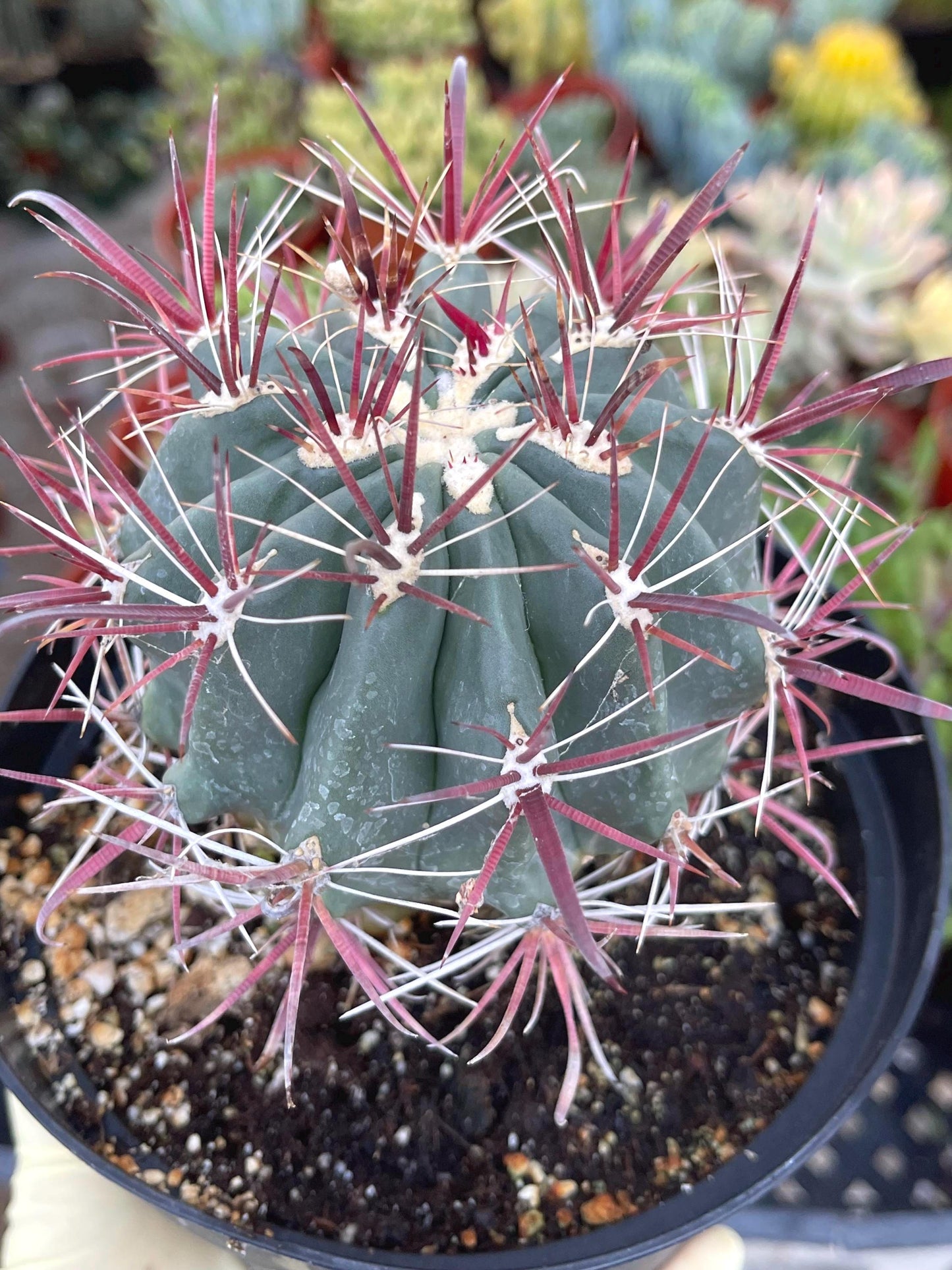 Ferocactus gracilis coloratus | Red Barrel Cactus | Rare Cactus | Live Plant