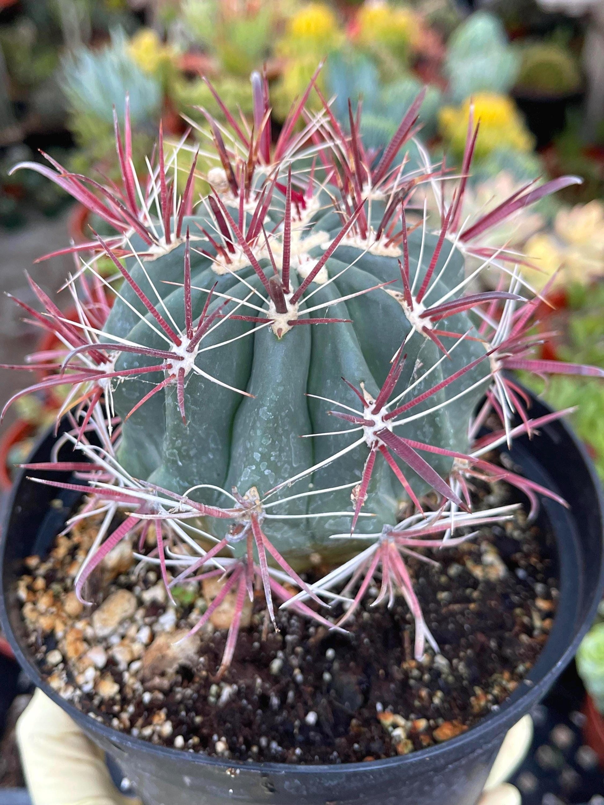 Ferocactus gracilis coloratus | Red Barrel Cactus | Rare Cactus | Live Plant