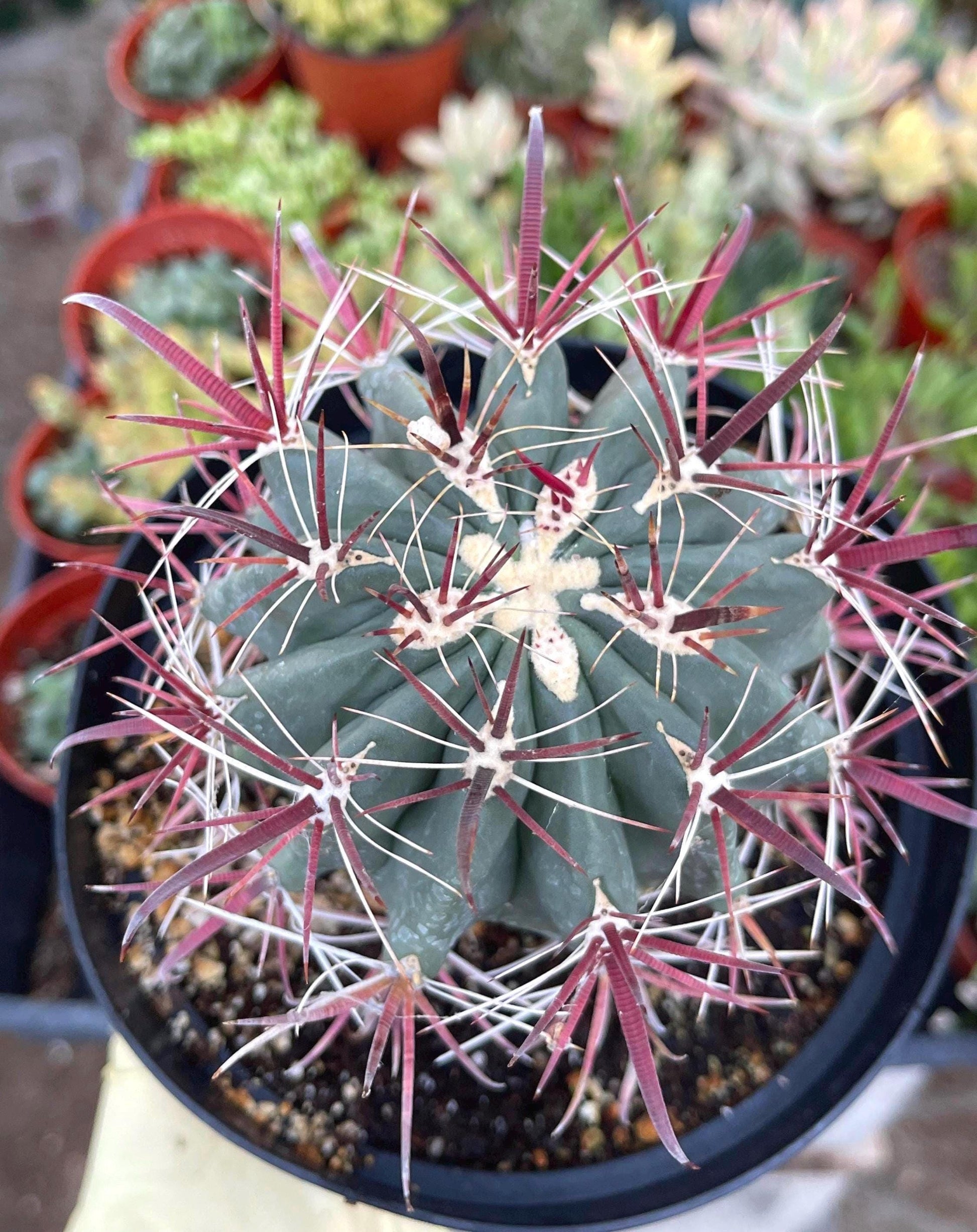 Ferocactus gracilis coloratus | Red Barrel Cactus | Rare Cactus | Live Plant