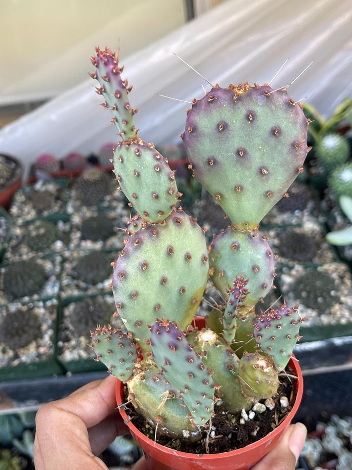 Opuntia “baby rita” | prickly pear cactus | Santa Rita Prickly Pear Cactus | Purple Cactus