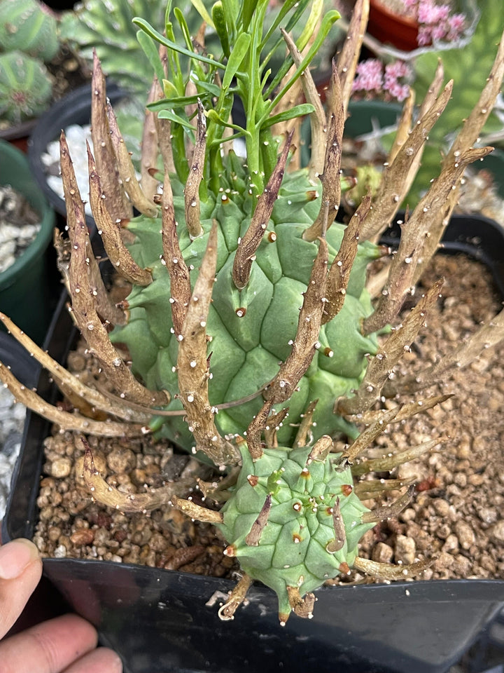 Euphorbia Schoenlandii | Rare Cactus | Live Plant