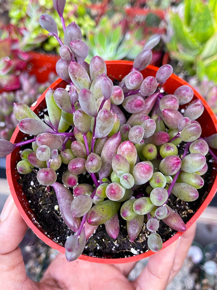 live succulent necklace String of Ruby Necklace