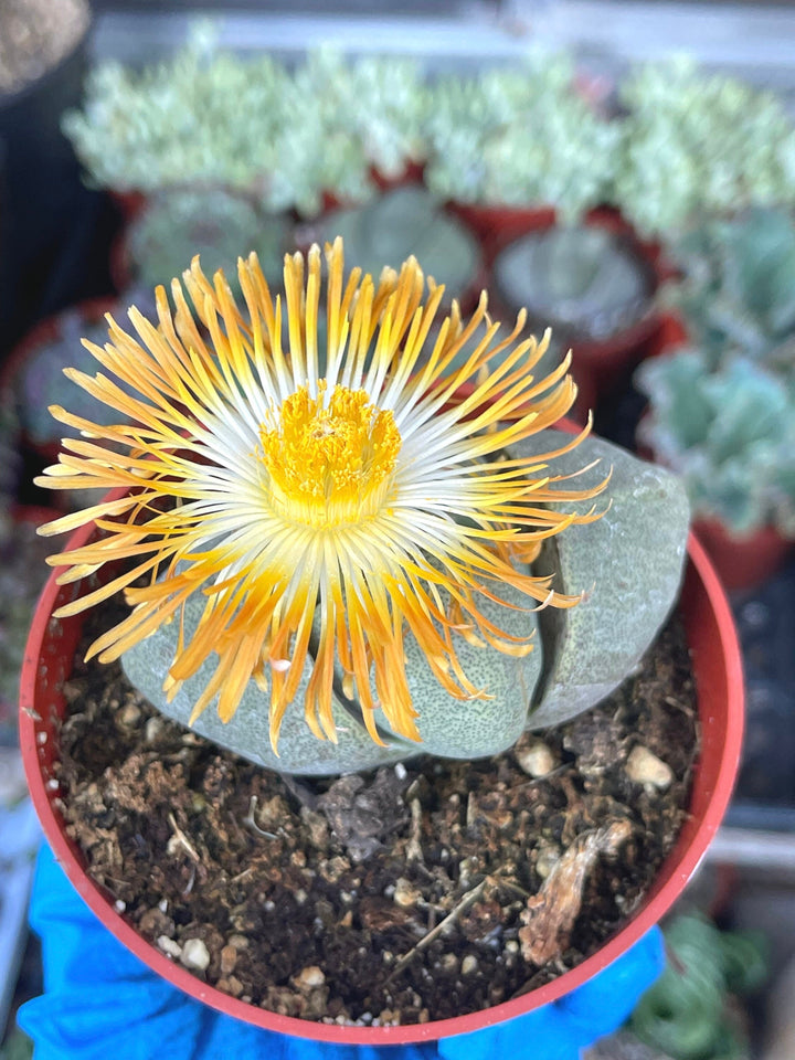 Split Rock Succulent | Pleiospilos nelii