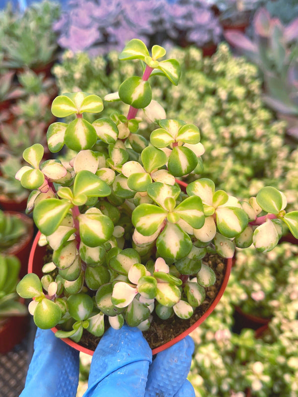 Portulacaria Afra | Live Plant | Live Succulent