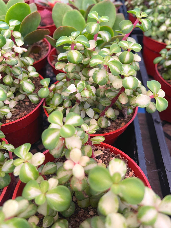 Portulacaria Afra | Live Plant | Live Succulent