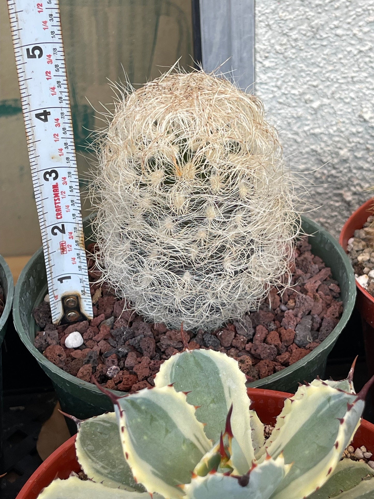 Neoporteria Nidus Senilis | Live Cactus