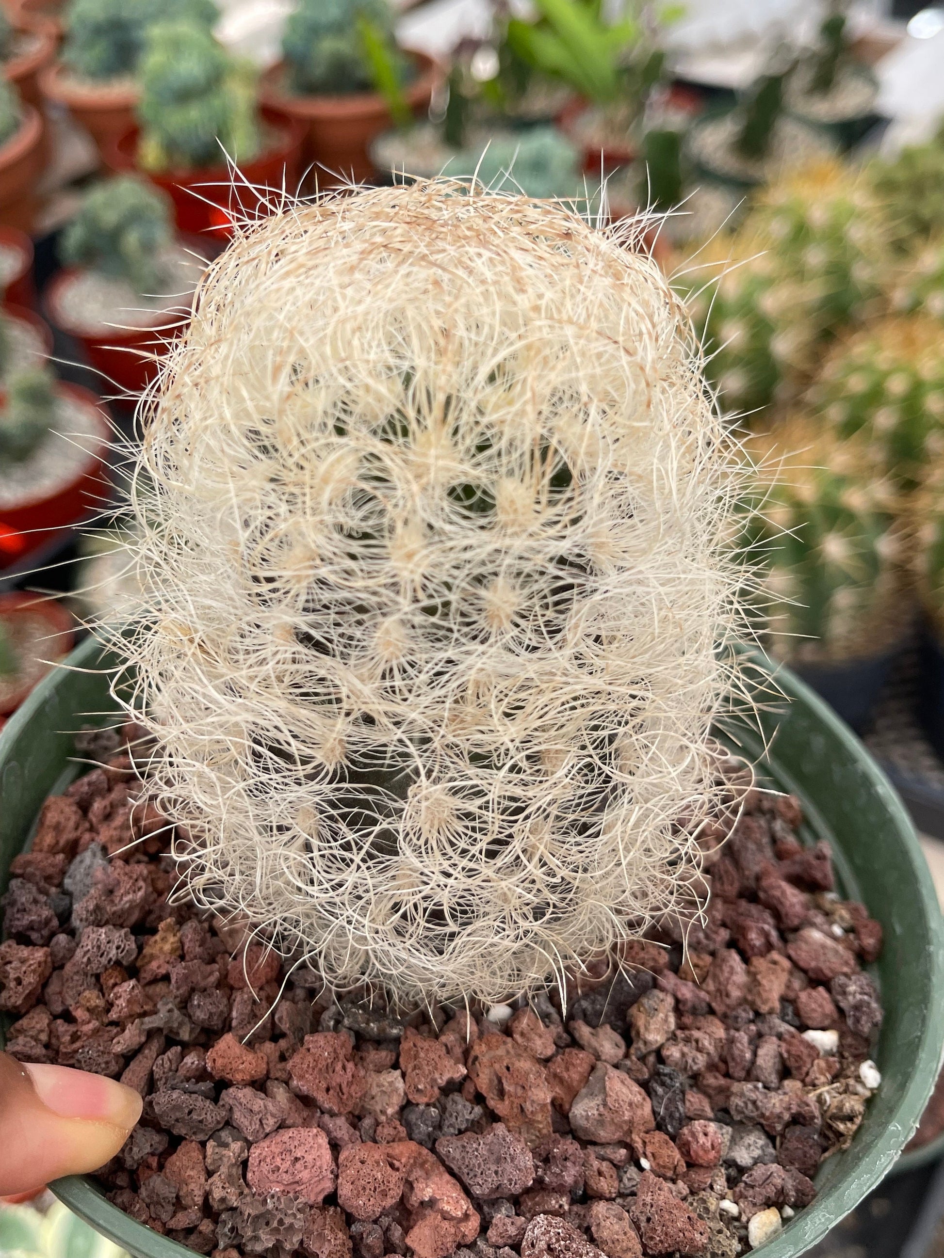 Neoporteria Nidus Senilis | Live Cactus