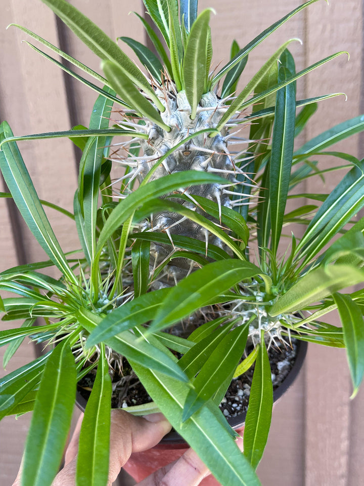 Madagascar Palm Plant | Pachypodium Lamerei | Live Plant | Rare Plant