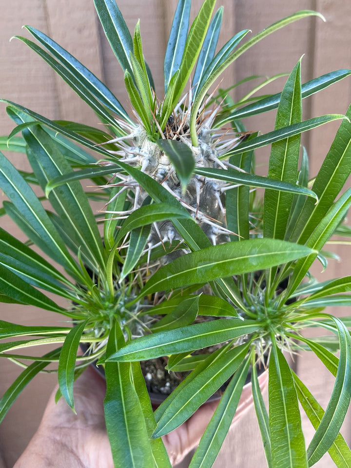 Madagascar Palm Plant | Pachypodium Lamerei | Live Plant | Rare Plant