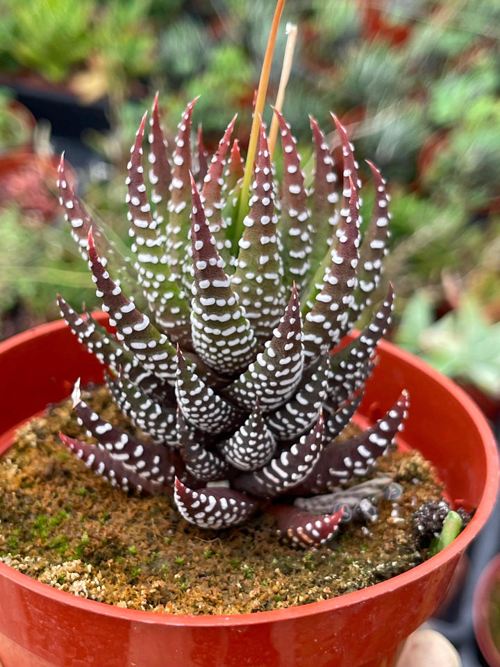 4” Haworthia Reinwardtii | Live Succulent | Live Plant