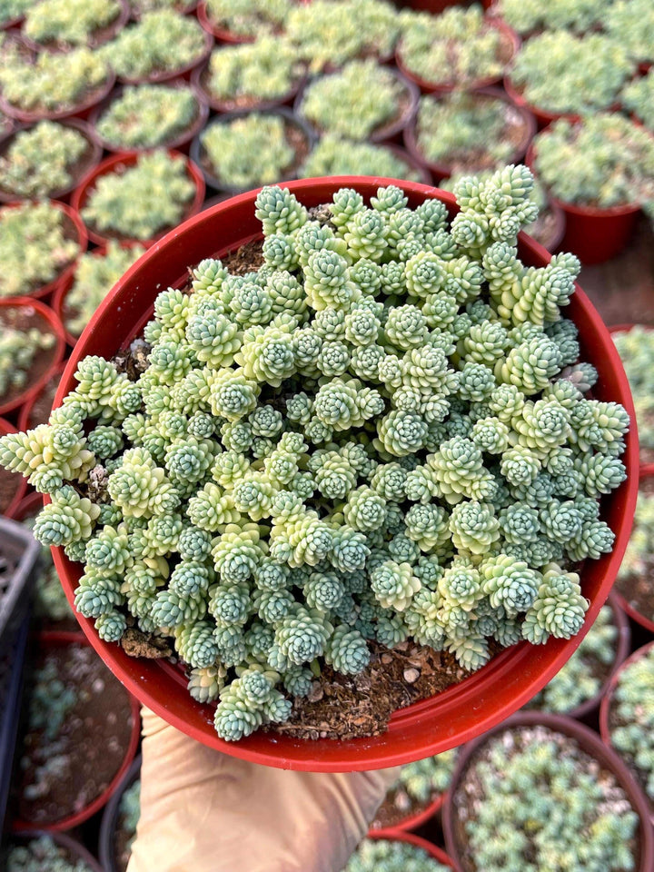 Sedum Dasyphyllum Major | Corsican Stonecrop | Blue Tears Sedum