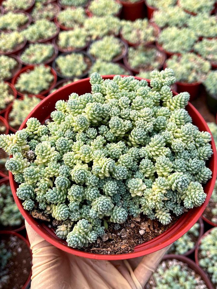 Sedum Dasyphyllum Major | Corsican Stonecrop | Blue Tears Sedum