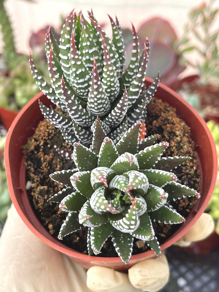 4” Haworthia Reinwardtii | Live Succulent | Live Plant