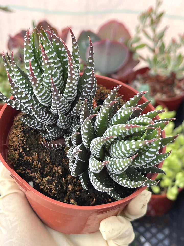 4” Haworthia Reinwardtii | Live Succulent | Live Plant