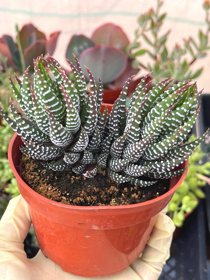 4” Haworthia Reinwardtii | Live Succulent | Live Plant