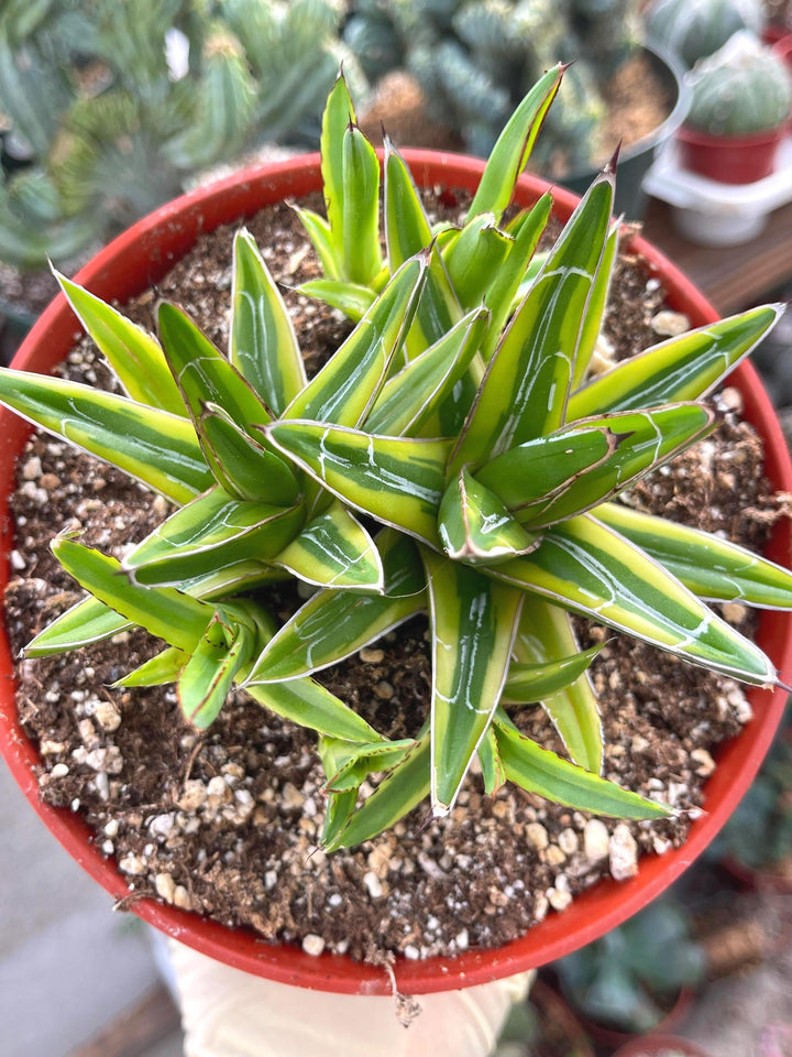 Variegated Agave Victoria | Rare Agave