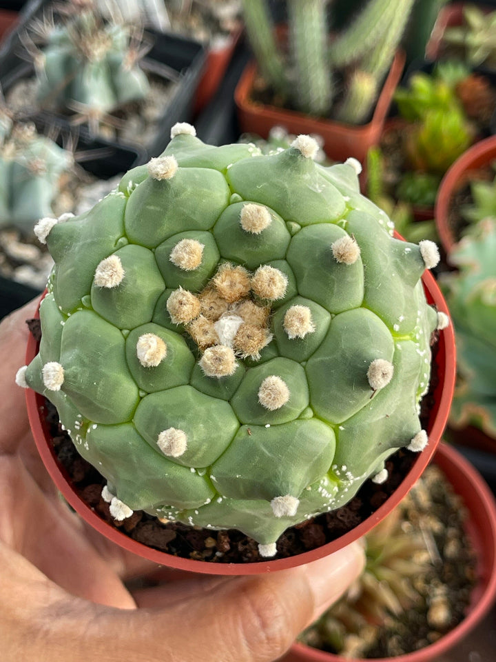 Astrophytum cv. Kikko Turtles | Live cactus