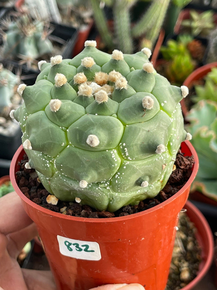 Astrophytum cv. Kikko Turtles | Live cactus