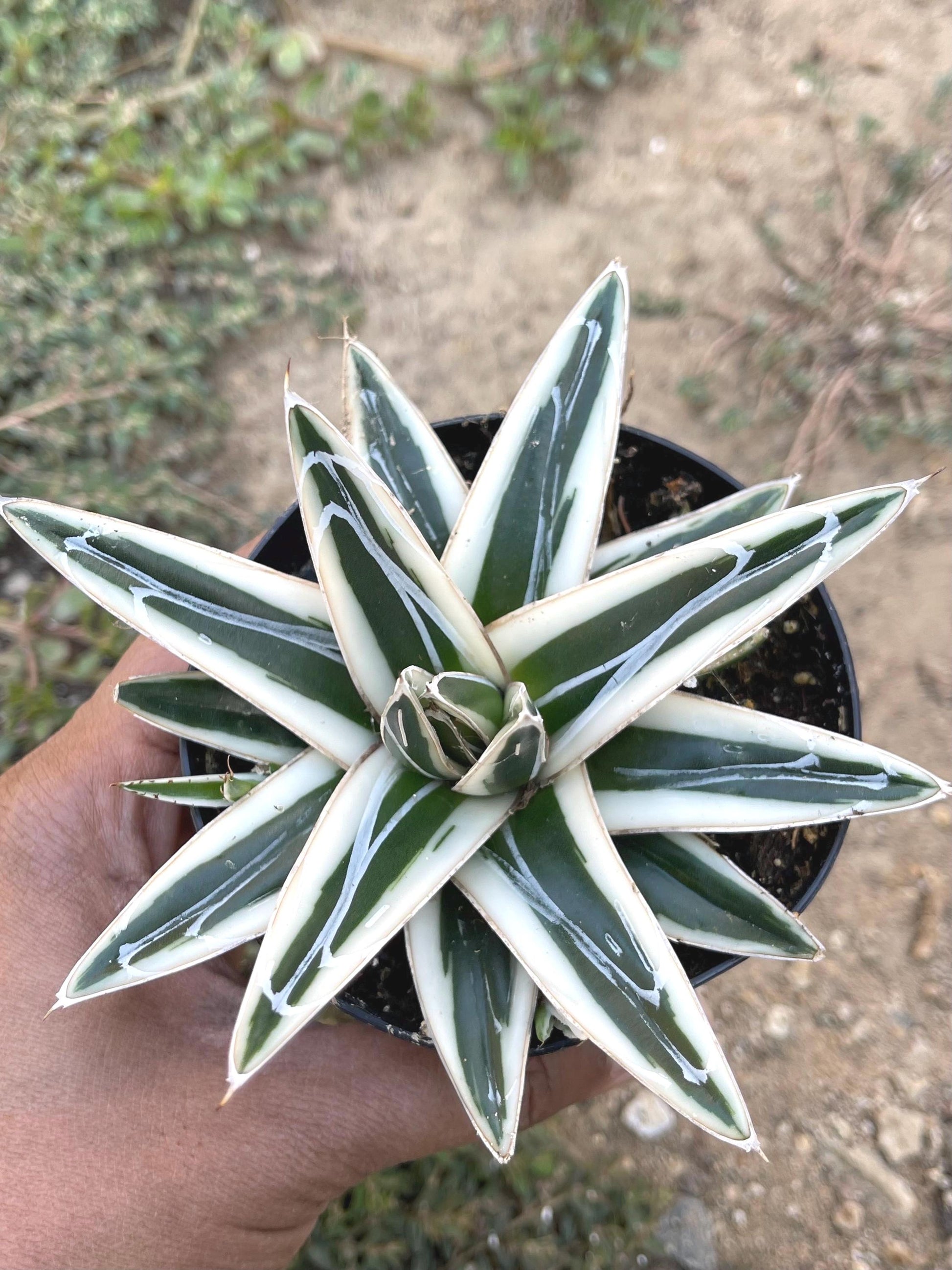 Agave White Rhino w/pup | Live Plant | Live Agave