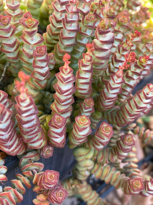 Crassula Baby Necklace | Live Succulent