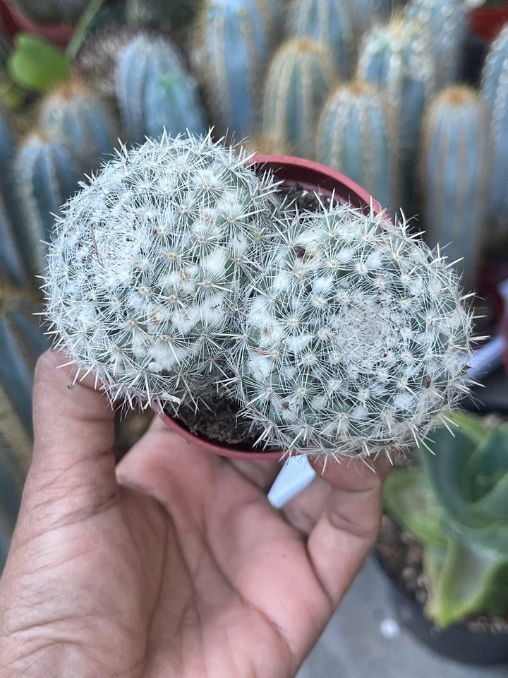 Hairy Mammillaria Cactus | Live Cactus