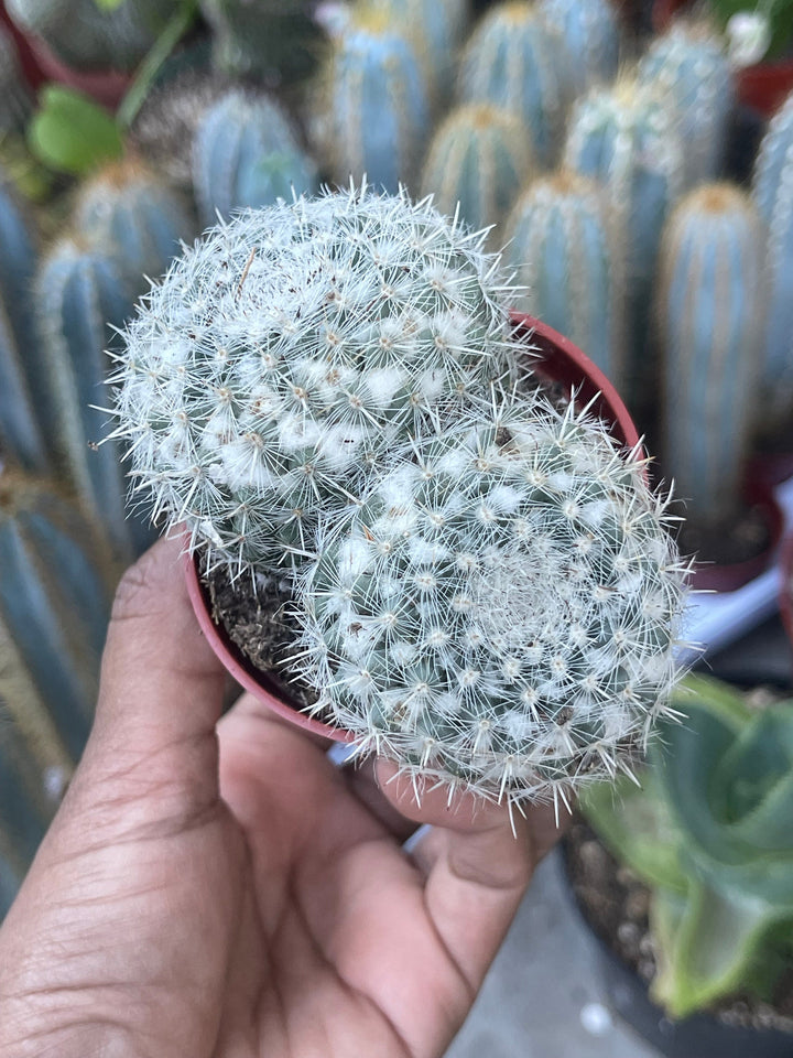 Hairy Mammillaria Cactus | Live Cactus