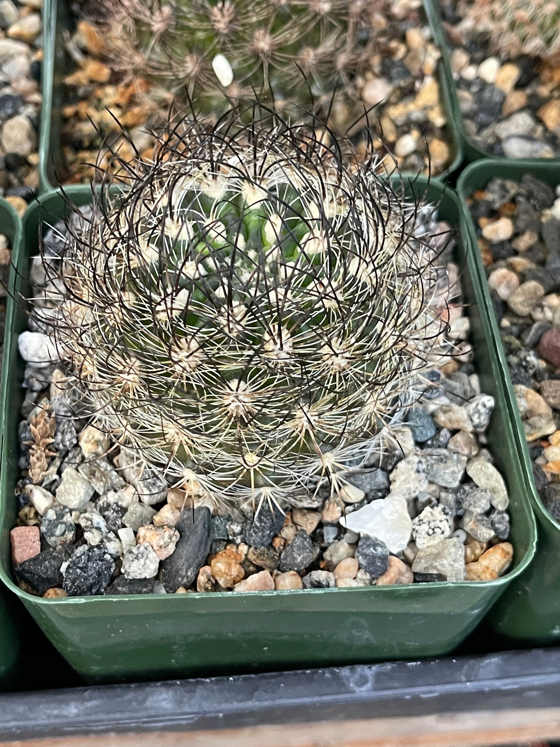 Neoporteria Bicolor | Live Cactus | Live Plant