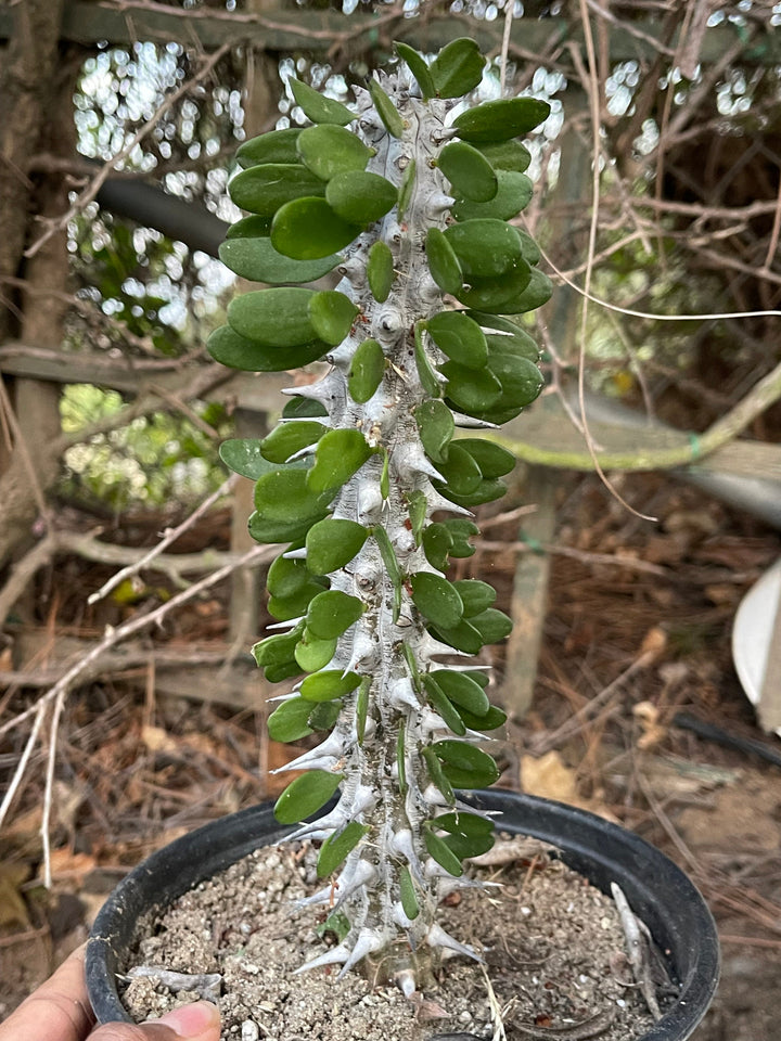 Cutting Alluaudia Procera | Live Cactus | Rare Cactus