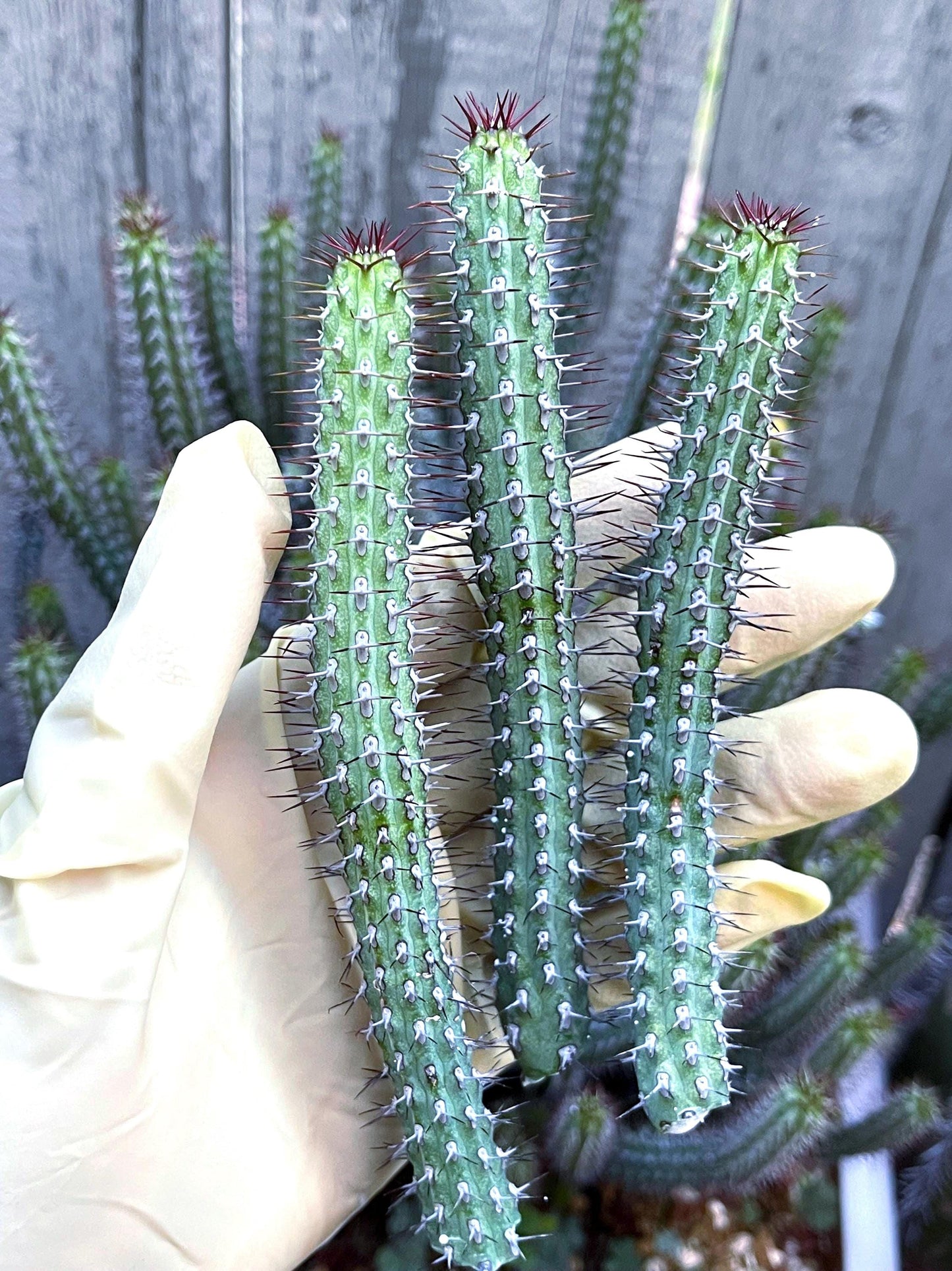 Euphorbia Baioensis Cactus | Live Cactus