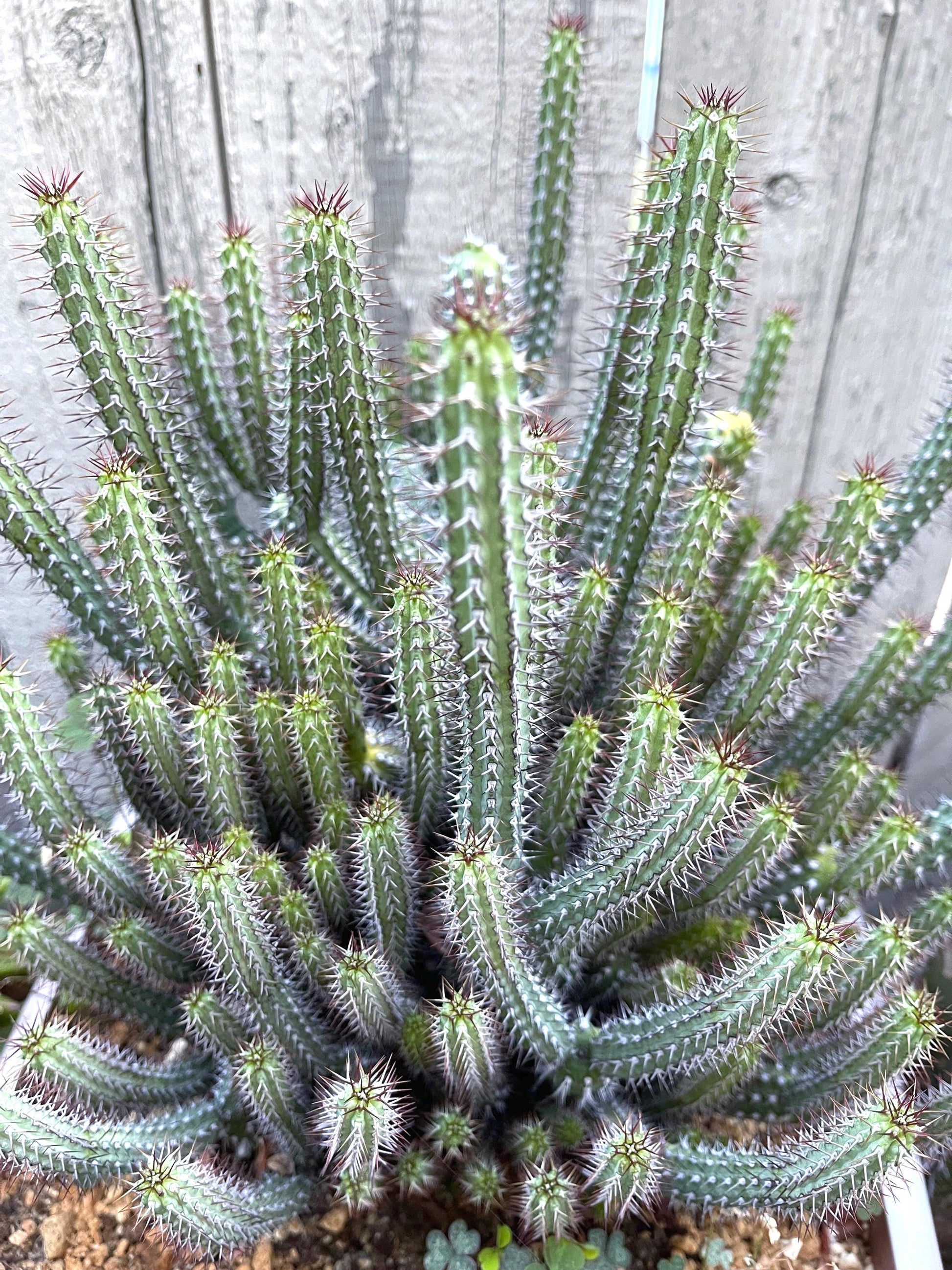 Euphorbia Baioensis Cactus | Live Cactus