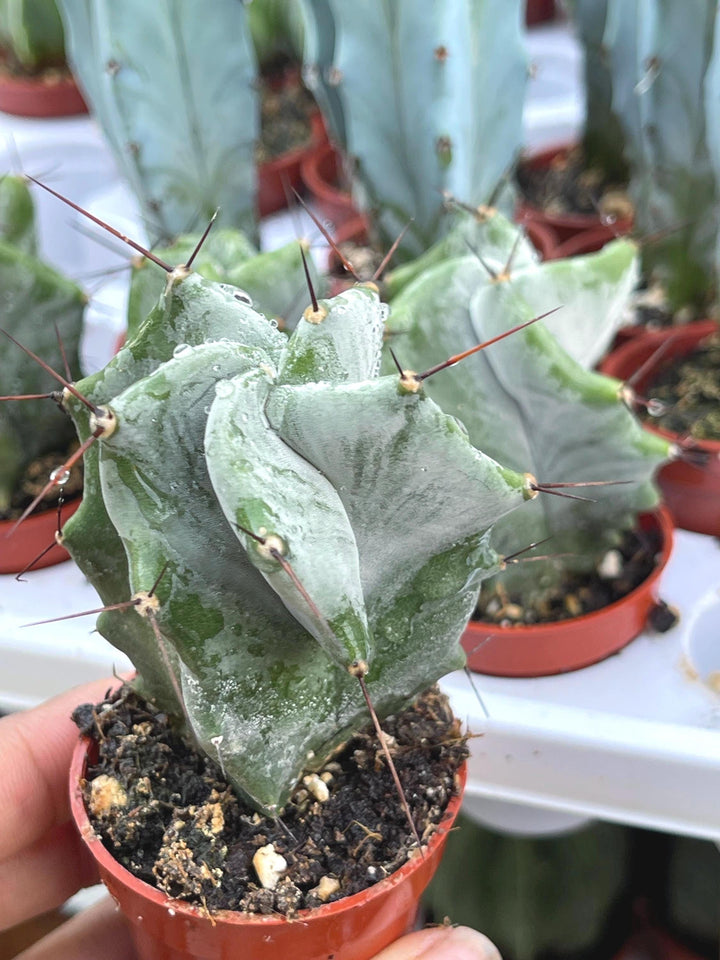 Stenocereus pruinosus spiralis (Gray Ghost Organ Pipe, Spiral Form