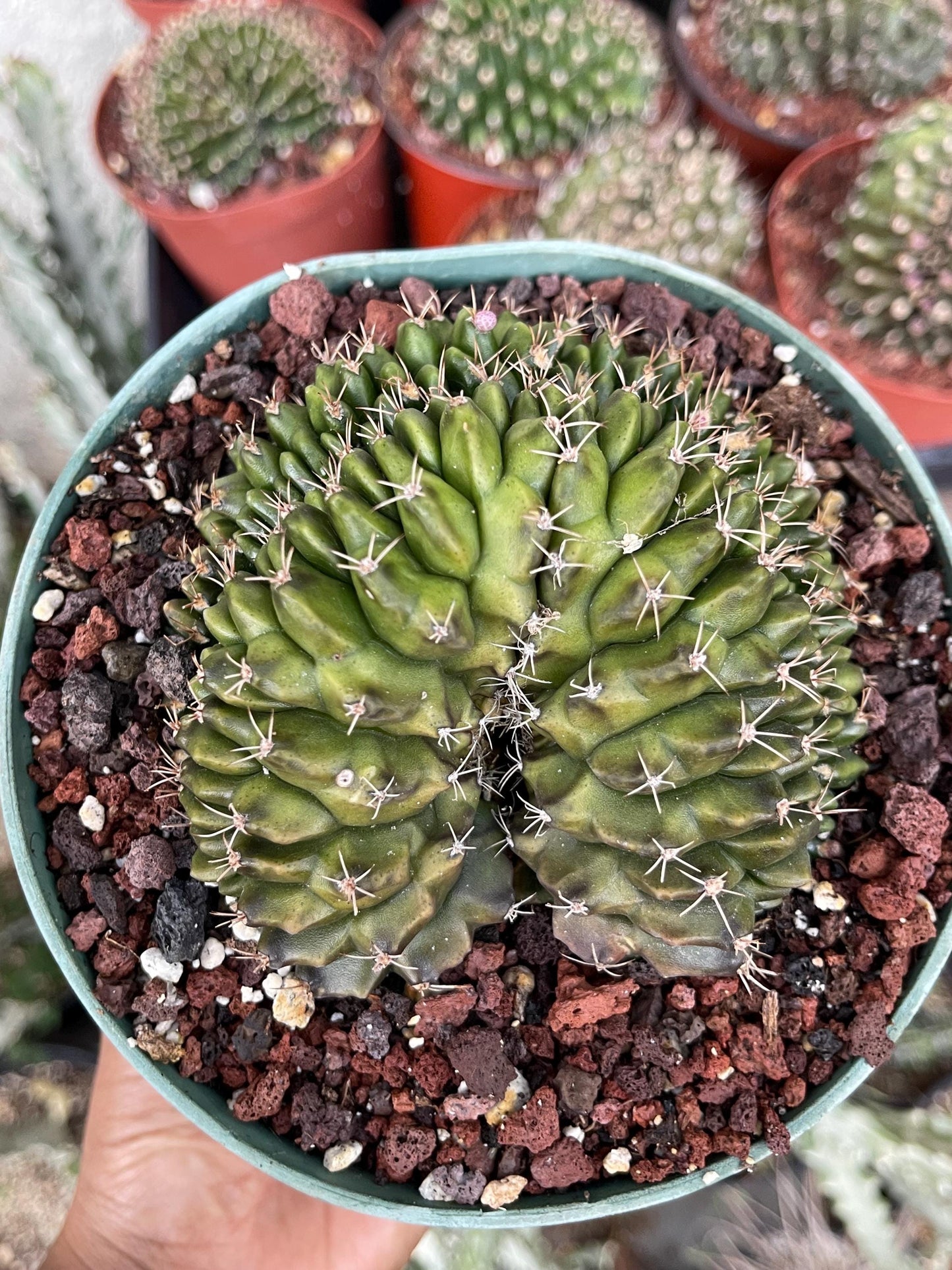 6” Crested Gymnocalycium Anisitsii | Rare Cactus