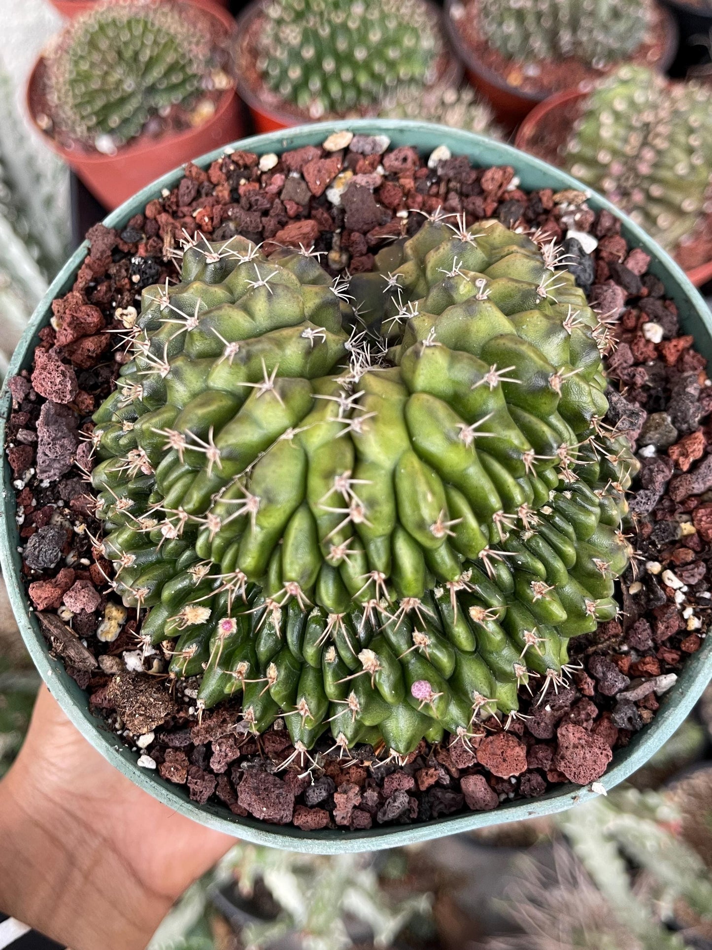 6” Crested Gymnocalycium Anisitsii | Rare Cactus