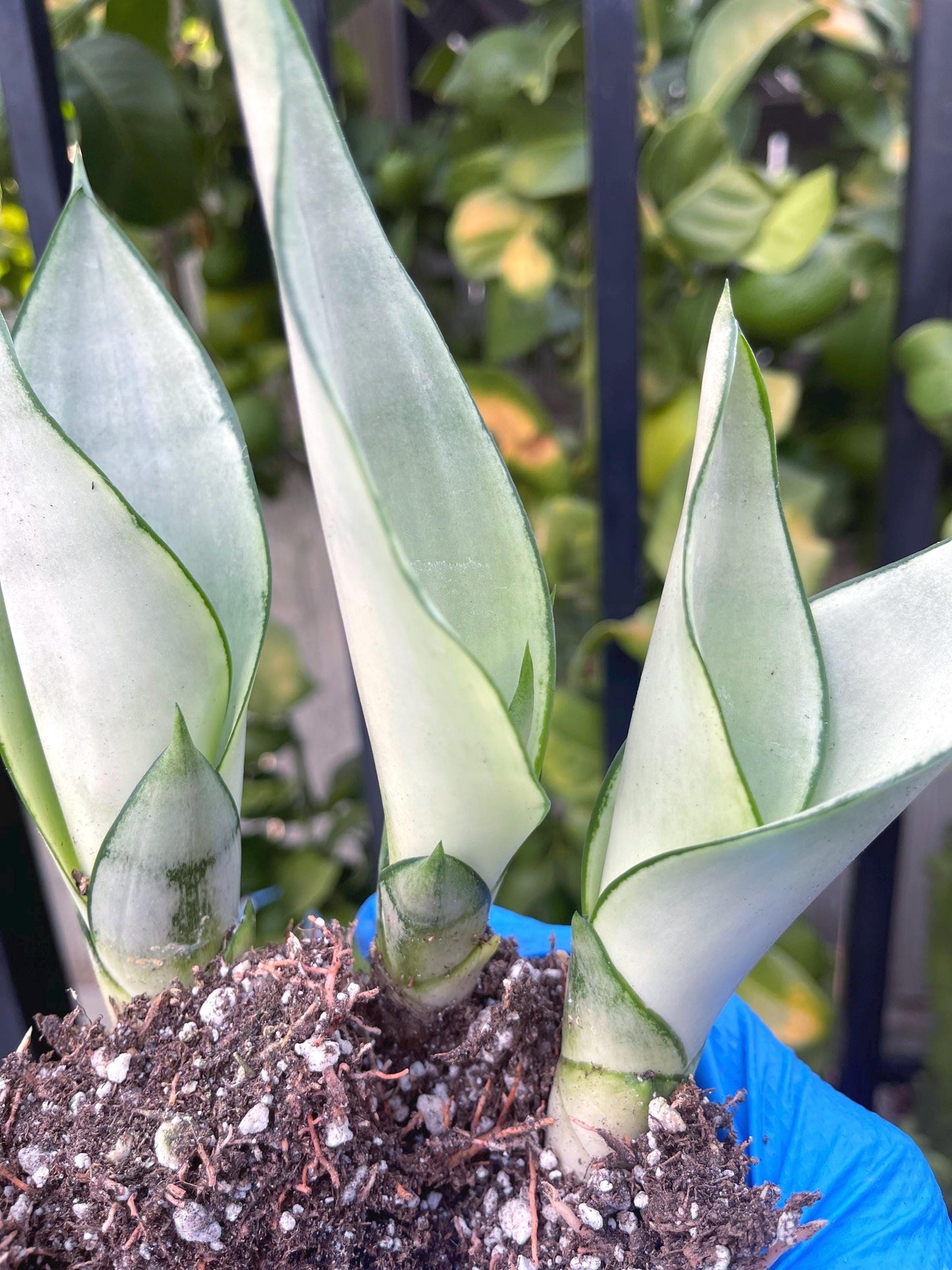 Sansevieria Moonshine | Snake Plant | Live Plant