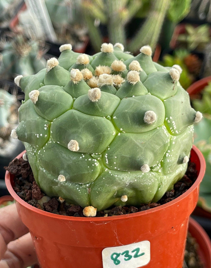 Astrophytum cv. Kikko Turtles | Live cactus