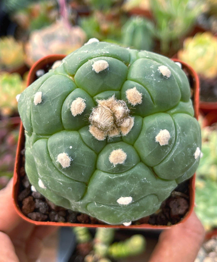 Astrophytum cv. Kikko Turtles | Live cactus