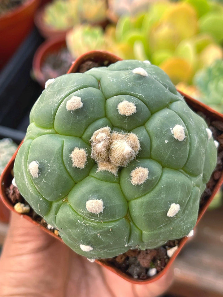 Astrophytum cv. Kikko Turtles | Live cactus