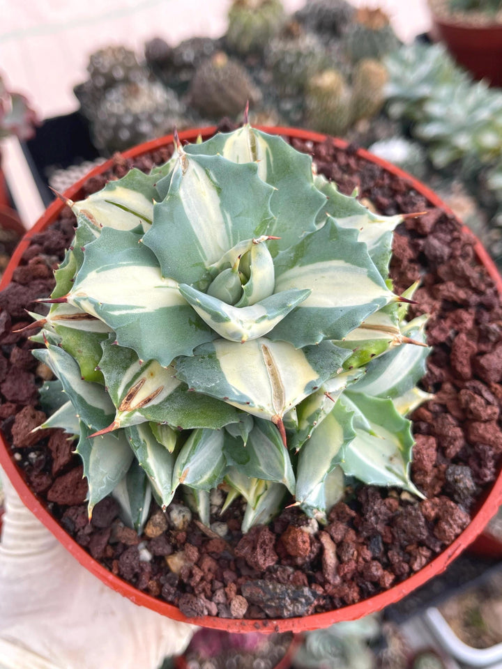 Variegated Agave Isthmensis Ohi Raigin | Rare Agave