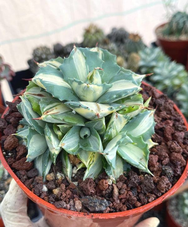 Variegated Agave Isthmensis Ohi Raigin | Rare Agave