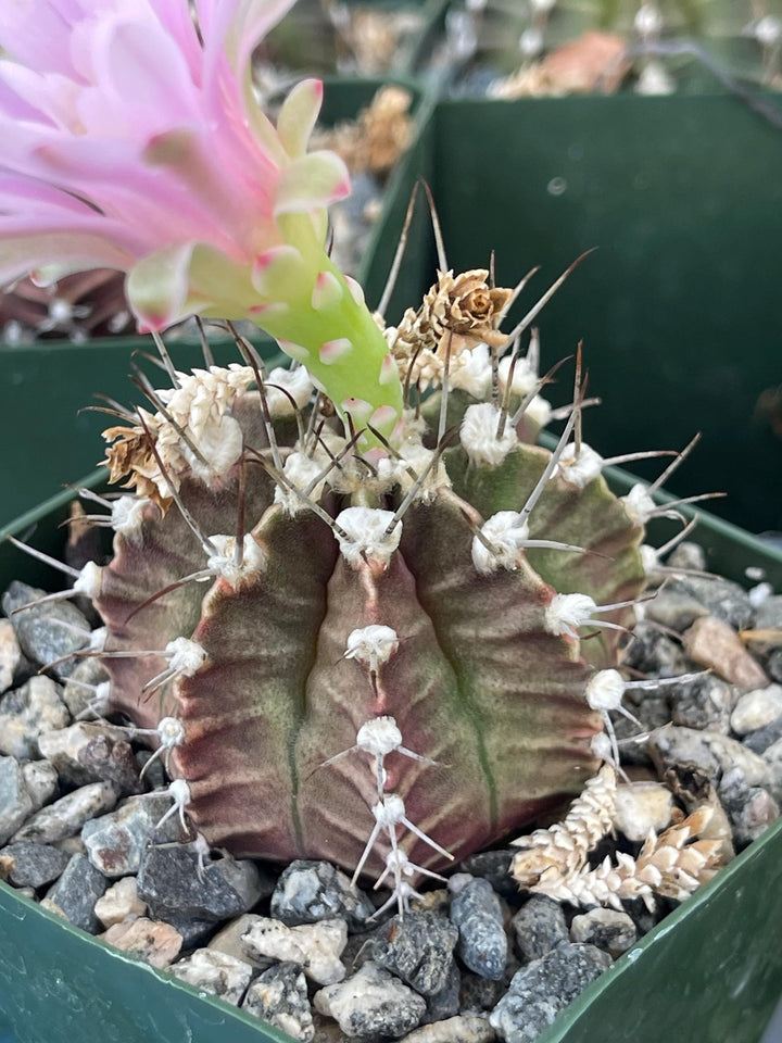 Gymnocalicium Mihanovichii | Live Plant | Live Cactus