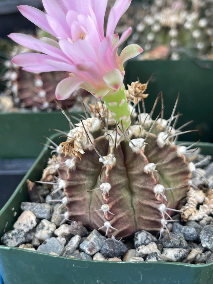 Gymnocalicium Mihanovichii | Live Plant | Live Cactus