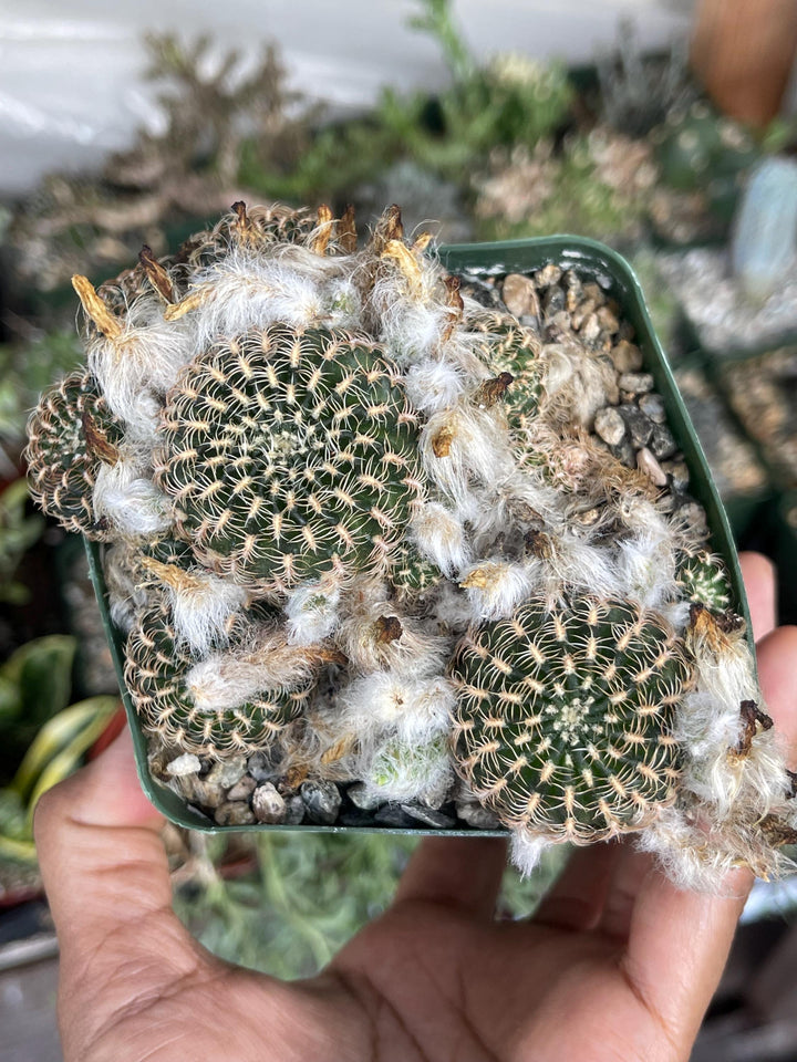 3.5” Lobivia Distefanoiana Clusters | Live Plant