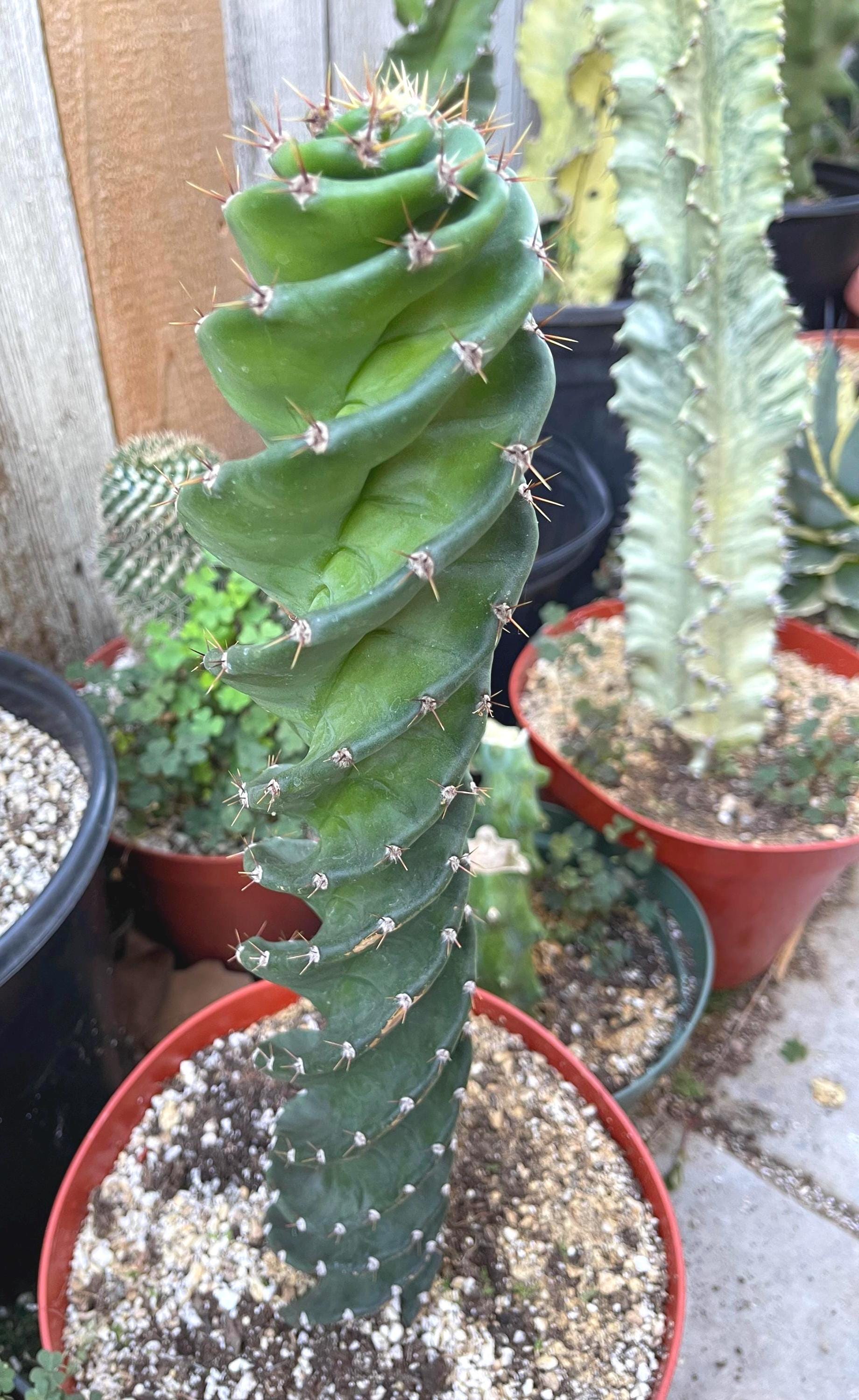 Spiral Cactus | Cereus forbesii Spiralis I Live cactus | Live Plant