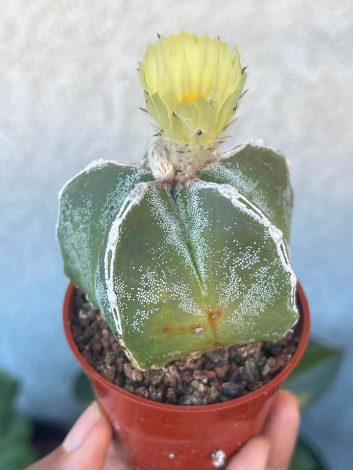 5 White Ribs Astrophytum | Live Cactus | Rare Cactus