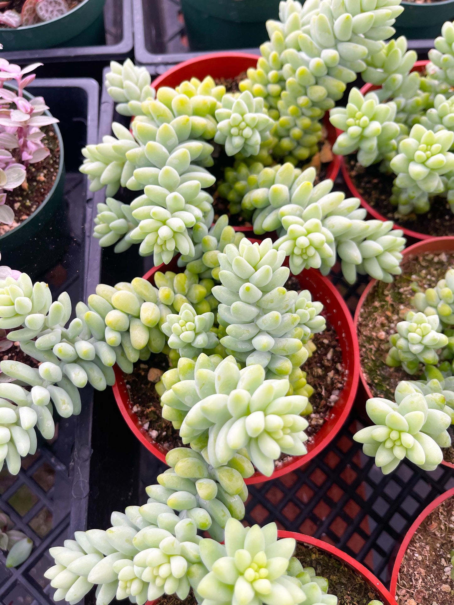 Donkey Tail | Sedum Morganianum | Live Plant